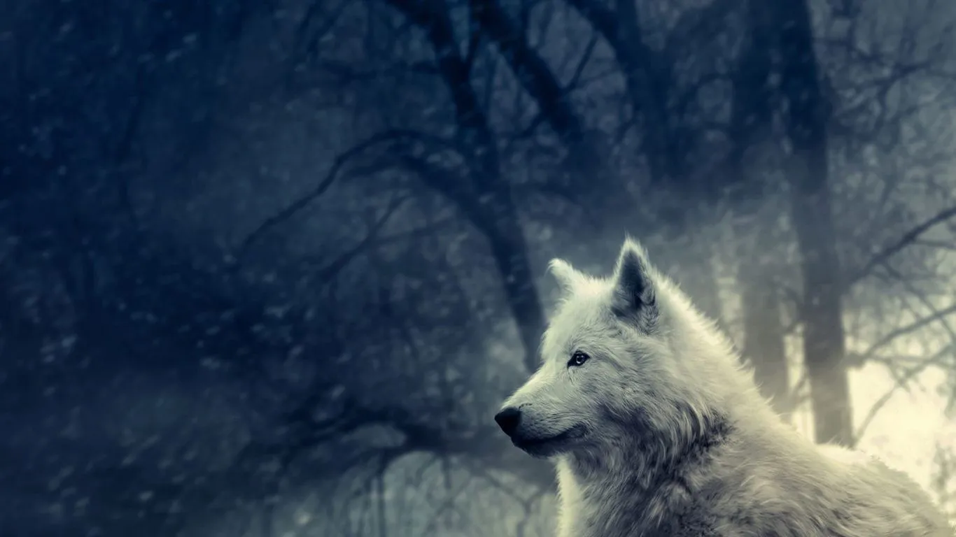 Lobo blanco - 1366x768 :: Fondos de pantalla y wallpapers