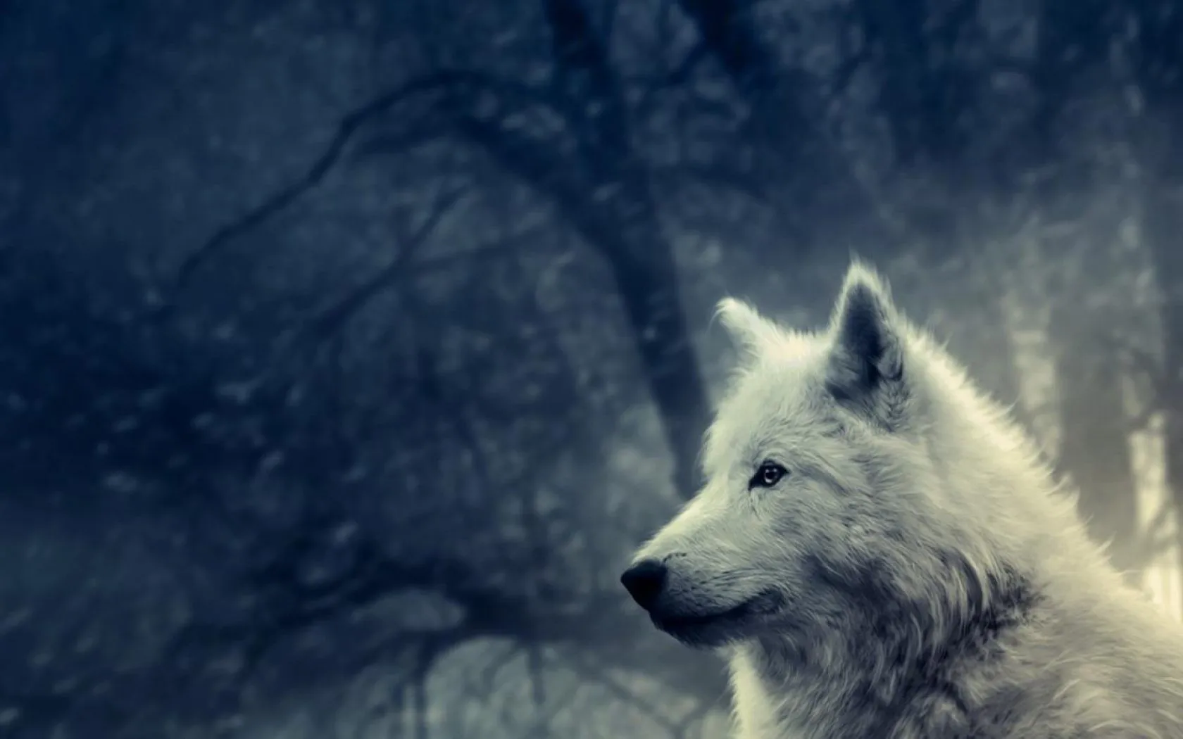 Lobo blanco - 1680x1050 :: Fondos de pantalla y wallpapers