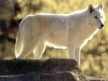 EL LOBO BLANCO