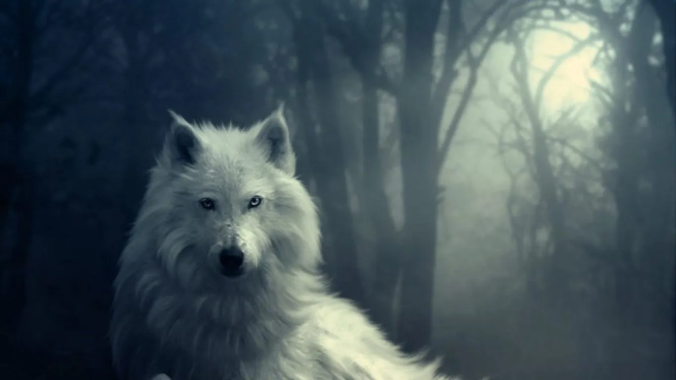 Lobo blanco en la noche - 1366x768 :: Fondos de pantalla y wallpapers