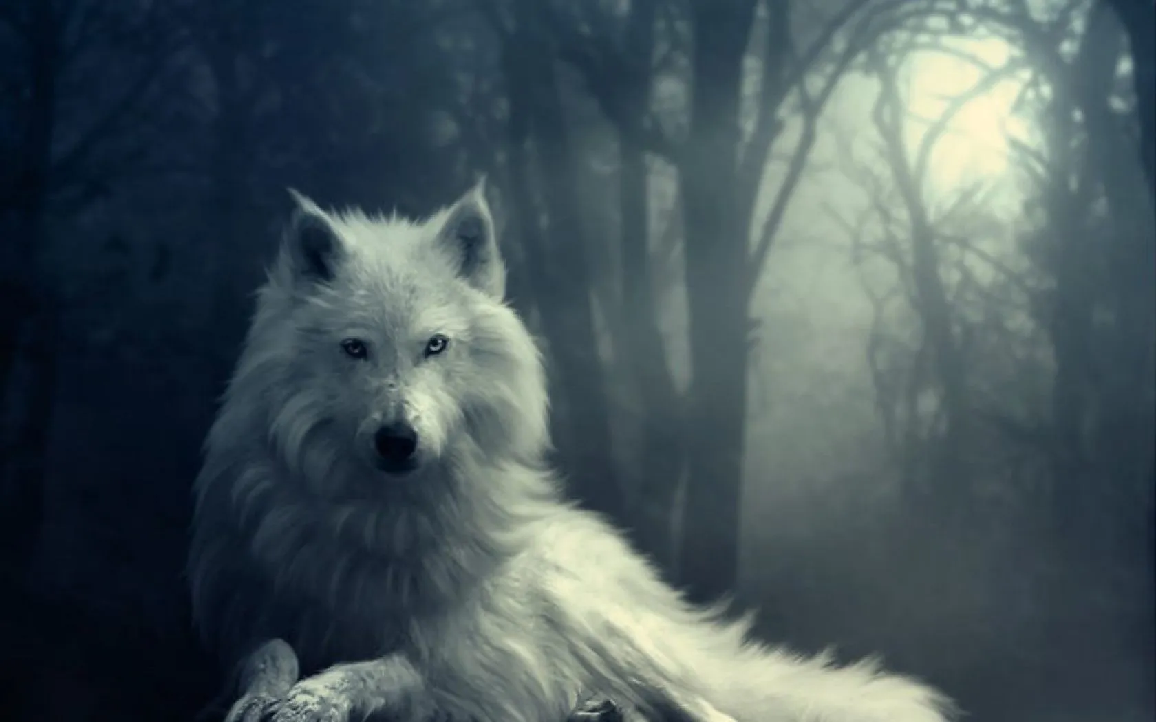 Lobo blanco en la noche - 1680x1050 :: Fondos de pantalla y wallpapers