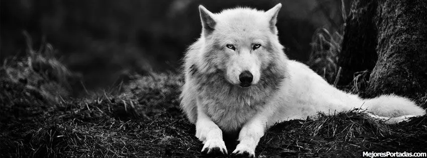 Lobo blanco precioso