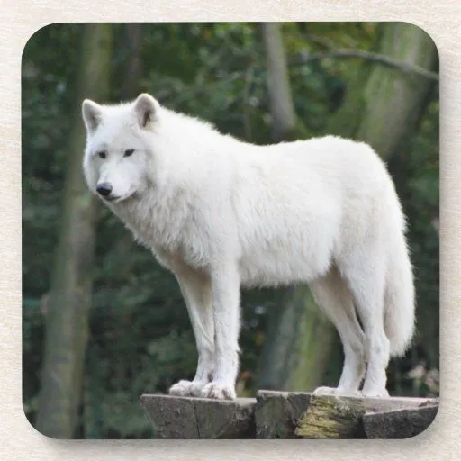 Lobo blanco salvaje posavasos de bebida | Zazzle