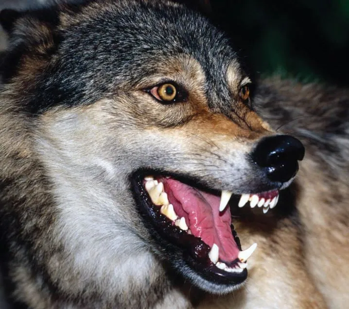 El lobo (Canis lupus) con imagenes - Taringa!