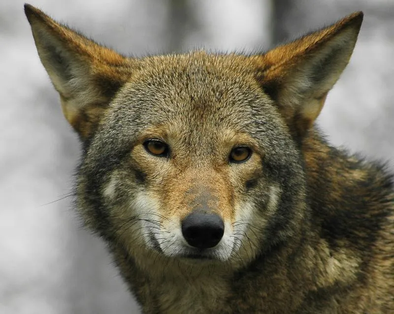 LOBO DE CAPERUCITA