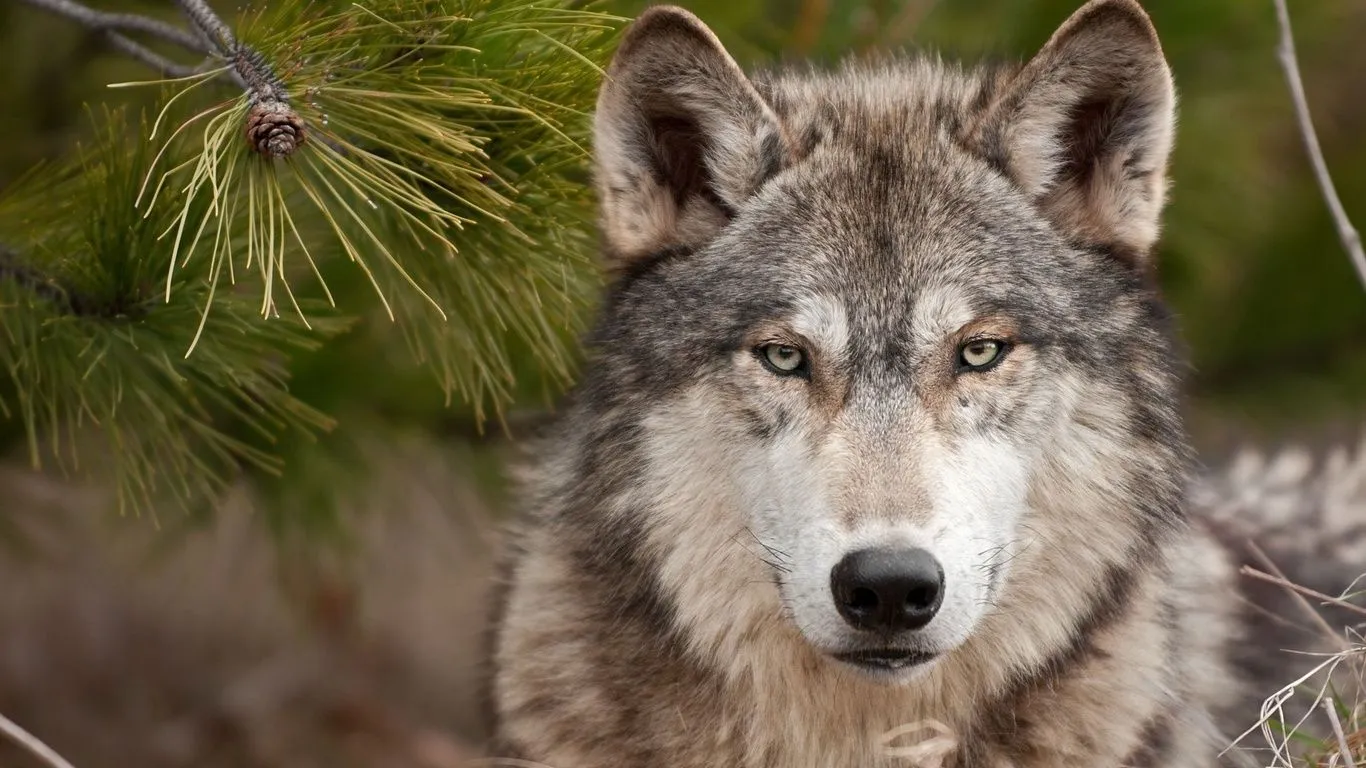 lobo, chaqueta gris, un rostro serio, animales, foto Imágenes HD y de ...