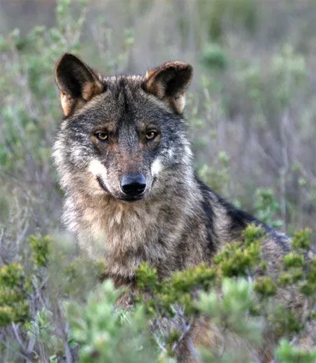 Lobo común