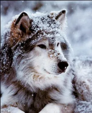 El lobo gris acostumbra vivir en manada, normalmente formada por ...