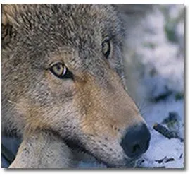 Lobo Gris - Animal en Peligro de Extincion en America