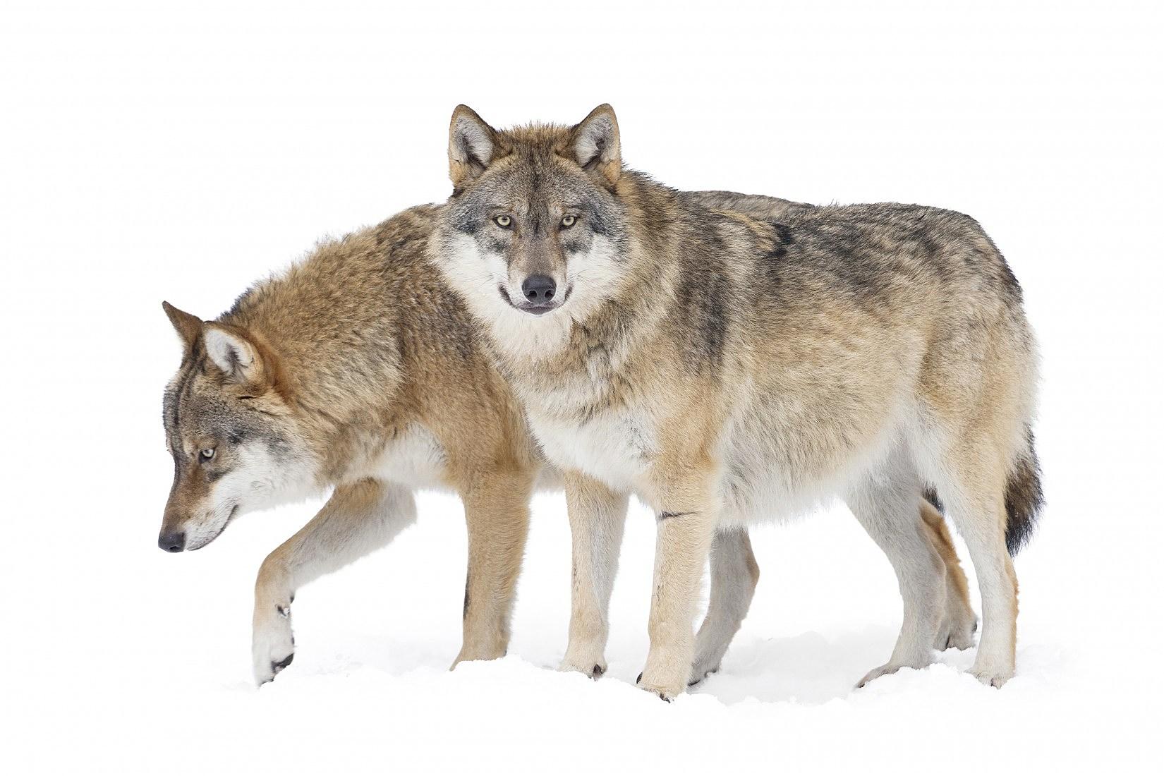 Lobo gris: características y fotos