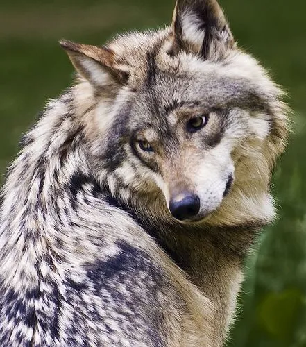 Lobo gris mexicano - Wiki ACAM