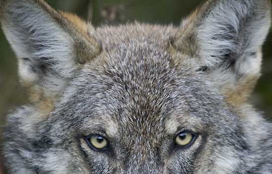 El lobo ibérico prefiere los animales salvajes a las ovejas ...