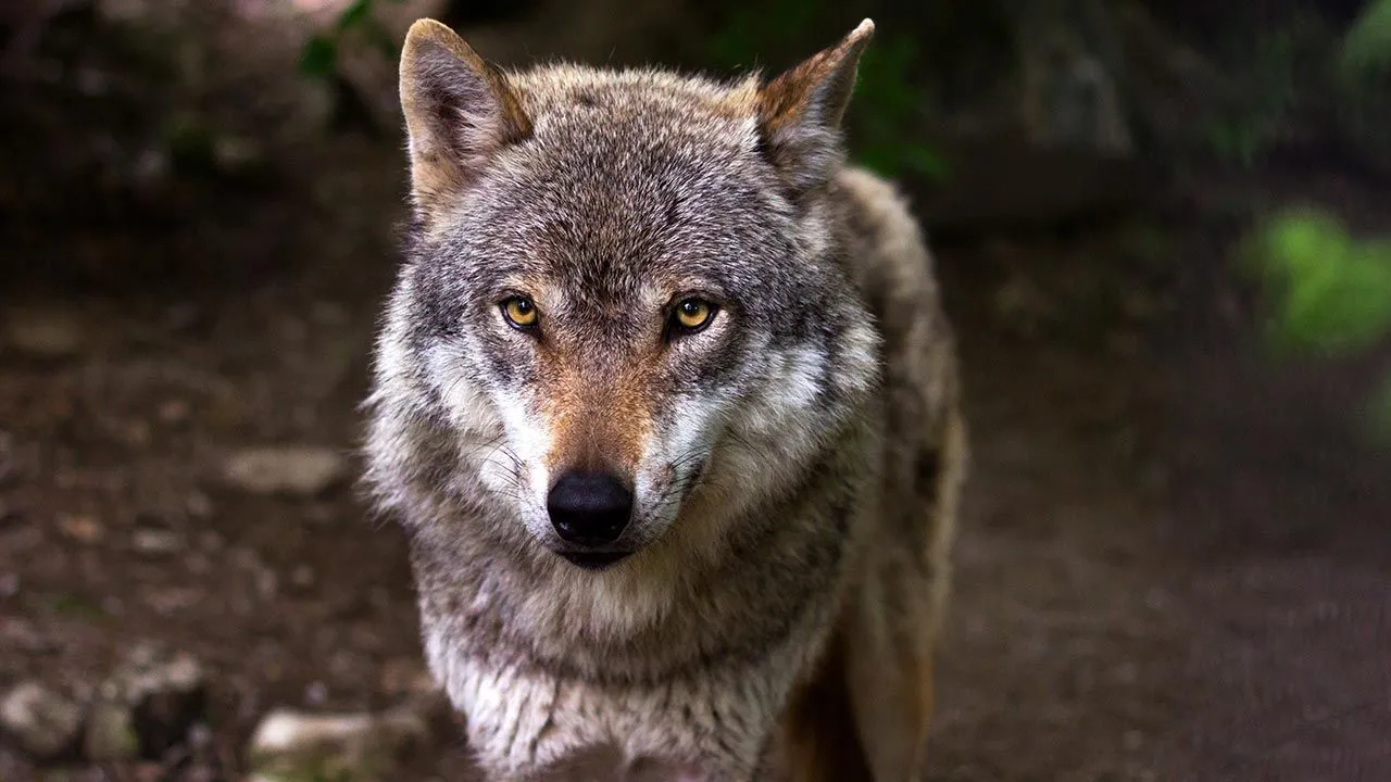 El lobo ibérico, ¡un depredador muy sociable!