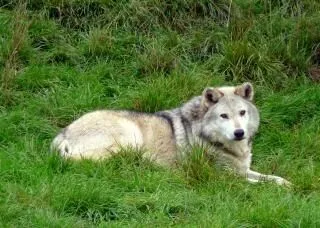 lobo, el lobo | Descargar Fotos gratis