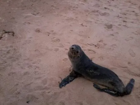 Un lobo marino bebé se encuentra varado en playa de Algarrobo ...