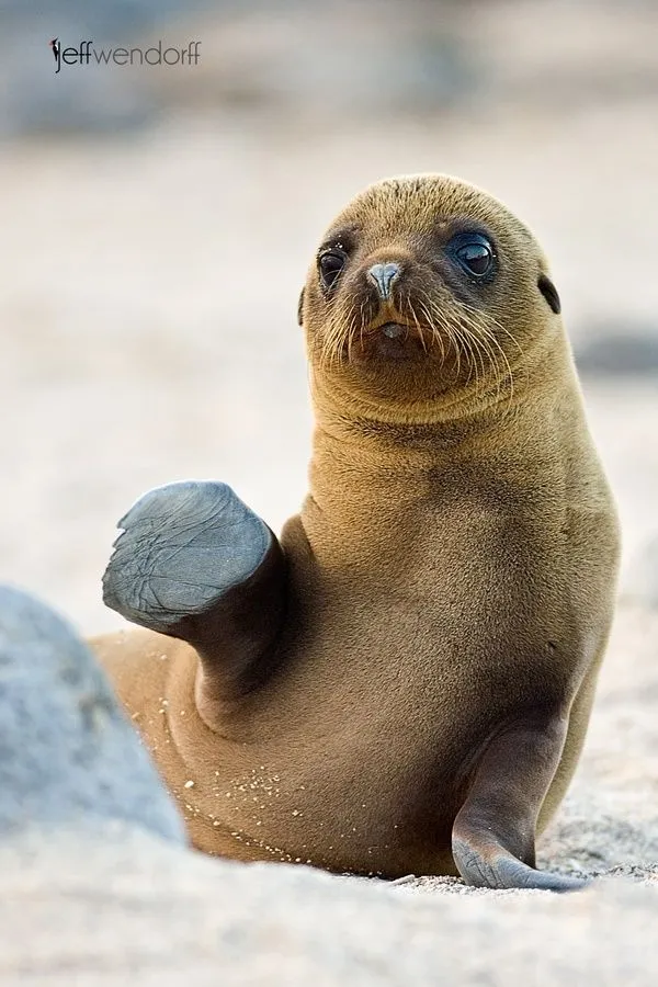 Lobo Marino Saludando