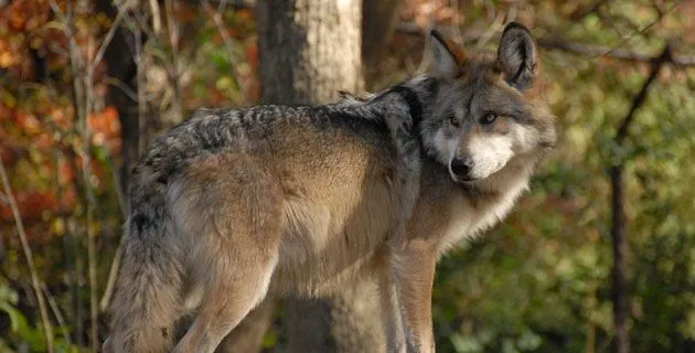 El Lobo mexicano (fotogalería) | México Desconocido