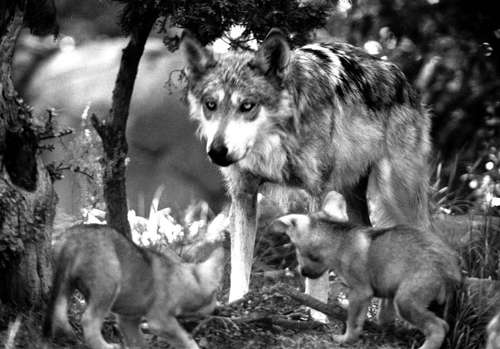 El lobo mexicano - Taringa!