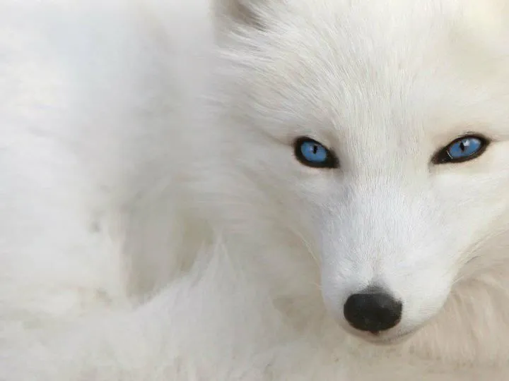 Lobo de ojos azules | gacetadelalunaazul