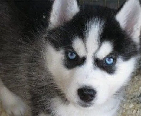 Lobo siberiano bebés - Imagui