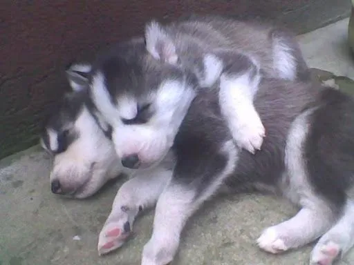 Lobos siberianos cachorros - Imagui