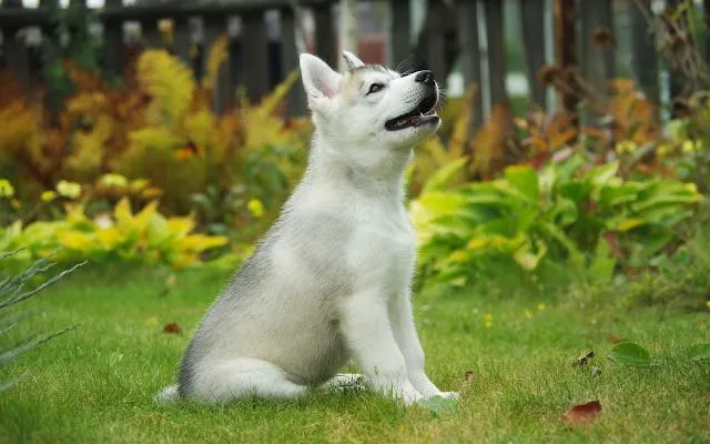 Lobos siberianos HD - Imagui