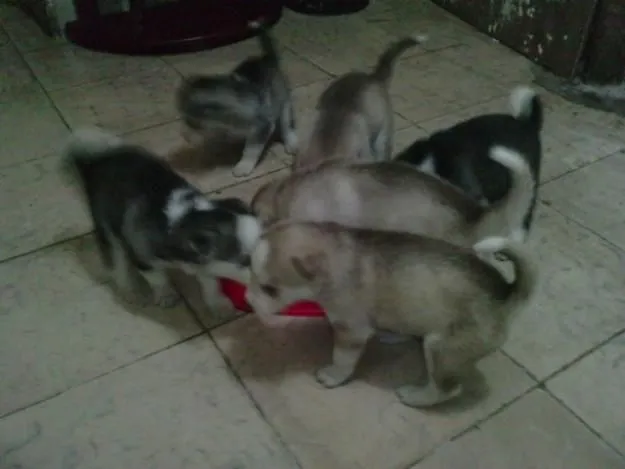 lobo siberianos en Palmira