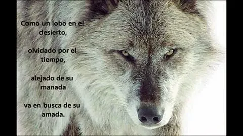 Lobo Solitario - Google+