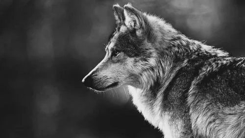 un lobo | Tumblr