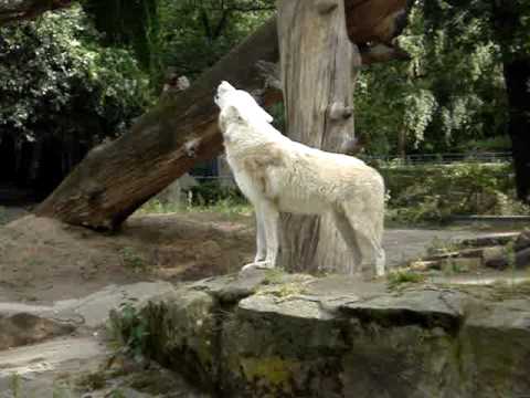 Lobo Uivando no Zoo de Berlim - YouTube