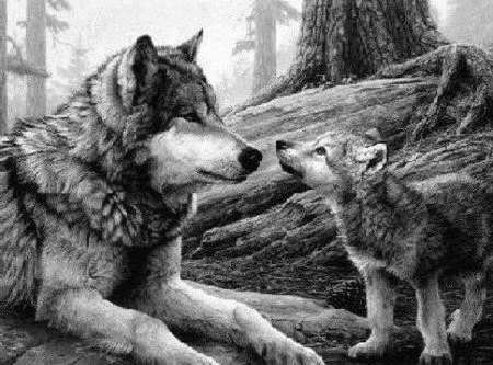 Lobos, animales impresionantes - Taringa!