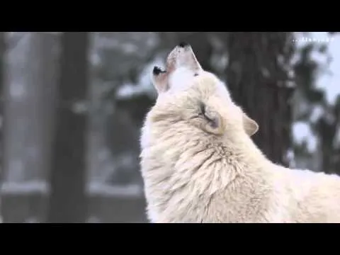 Lobos Aullando - YouTube