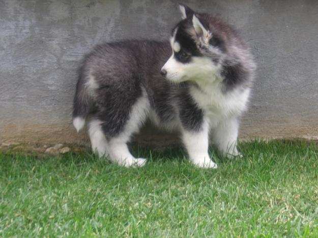 Lobos siberianos bebés - Imagui