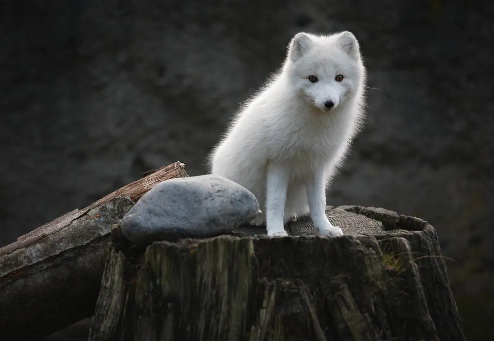 Lobos bebés tiernos blancos - Imagui