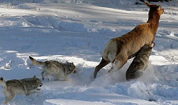 Imagenes de lobos cazando - Imagui