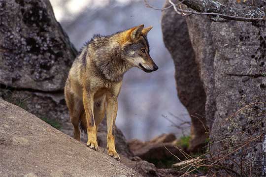 Lobos cazando | Mundo cinegético