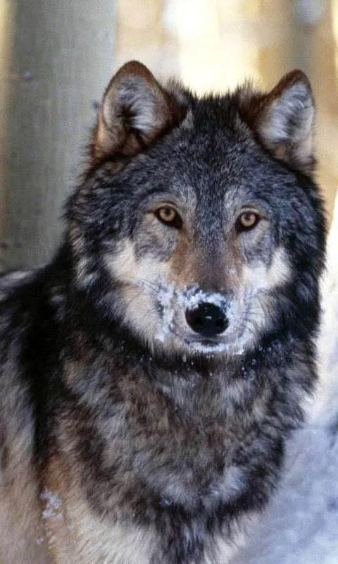 Lobos Fondo Animado - Aplicaciones Android en Google Play