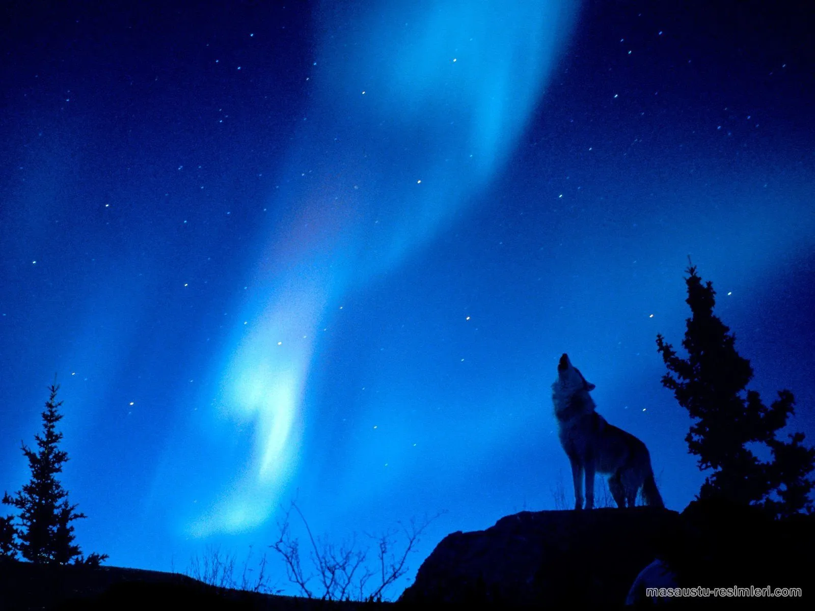 lobos y la luna azul