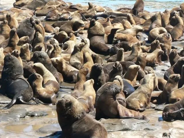 Lobos de mar | Ayuda Buenos Aires