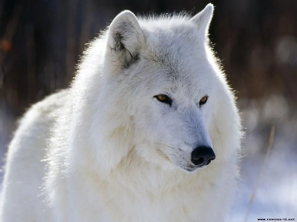 El lobo, siendo predador, se halla en una gran cantidad de ecosistemas ...