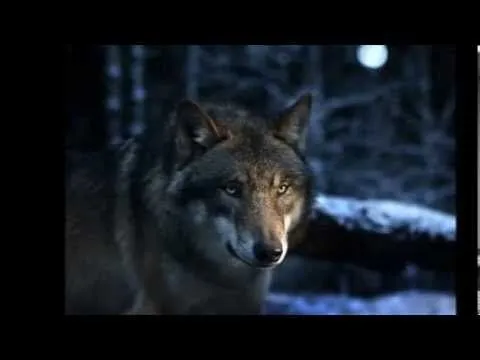 LOBOS: LAS MEJORES IMAGENES DE LOS LOBOS - WALLPAPER - YouTube