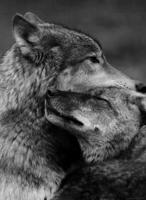 Pareja de lobos imagenes - Imagui