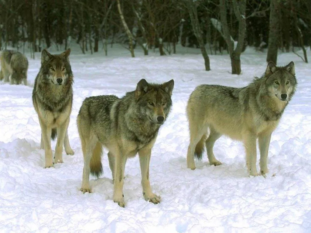 Los lobos pueden seguir la mirada de los humanos - Bitnavegantes