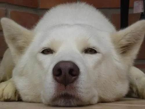 Perro lobo siberiano bebé - Imagui