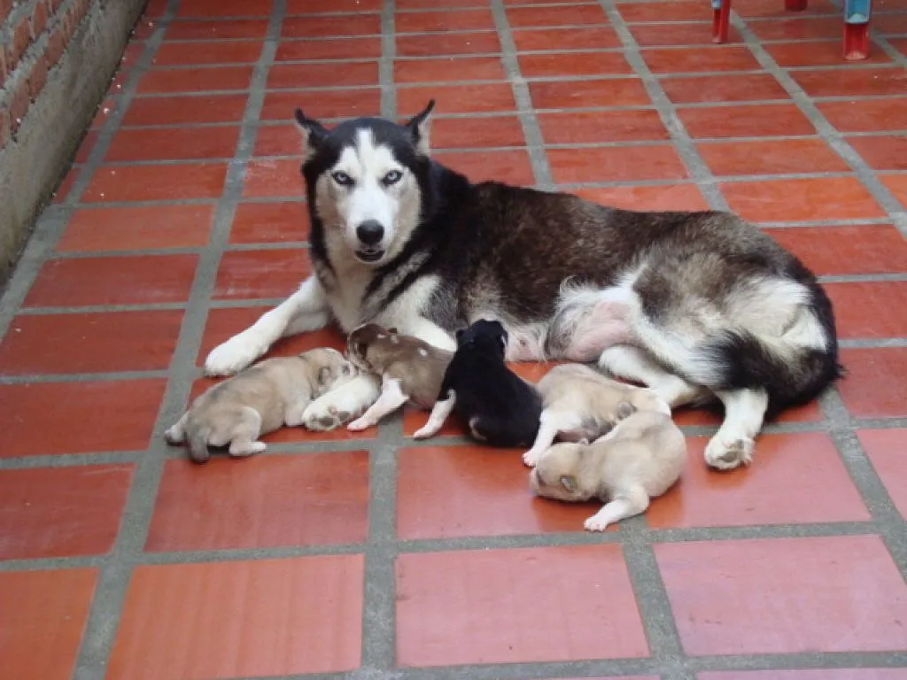 LOS LOBOS SIBERIANOS SON LOS MEJORES AMIGOS, LOS MAS LEALES Y LOS ...