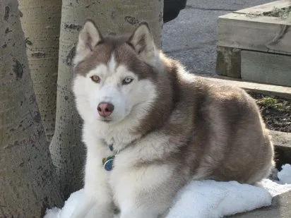 husky siberiano | Cuidar de tu perro es facilisimo.com