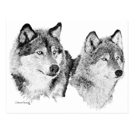 Lobos solitarios tarjeta postal | Zazzle