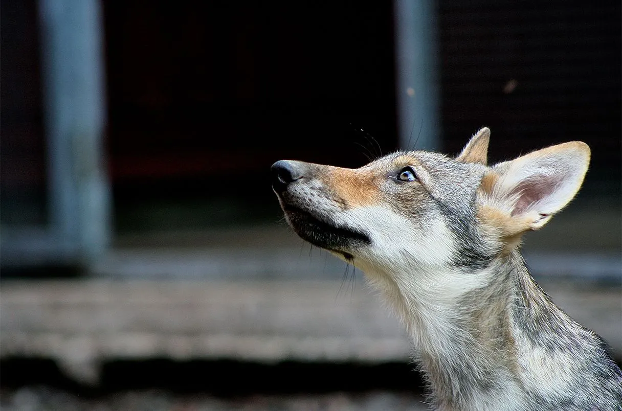 Pueden los lobos vincularse con las personas como lo hacen los perros? -  Biodog