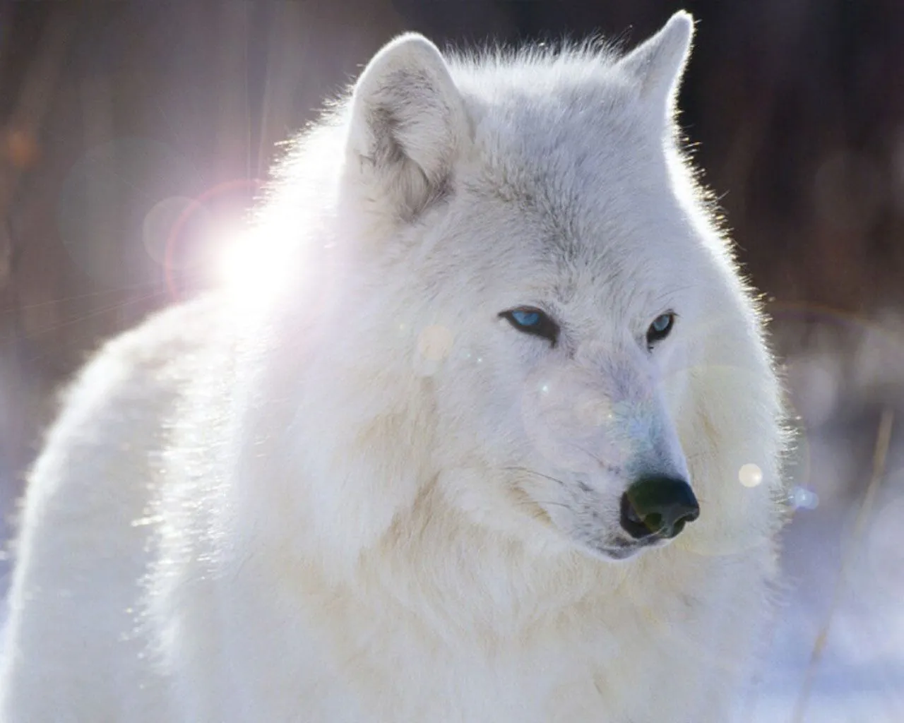 Los lobos de Alaska":Los antepasados de los perro - Taringa!