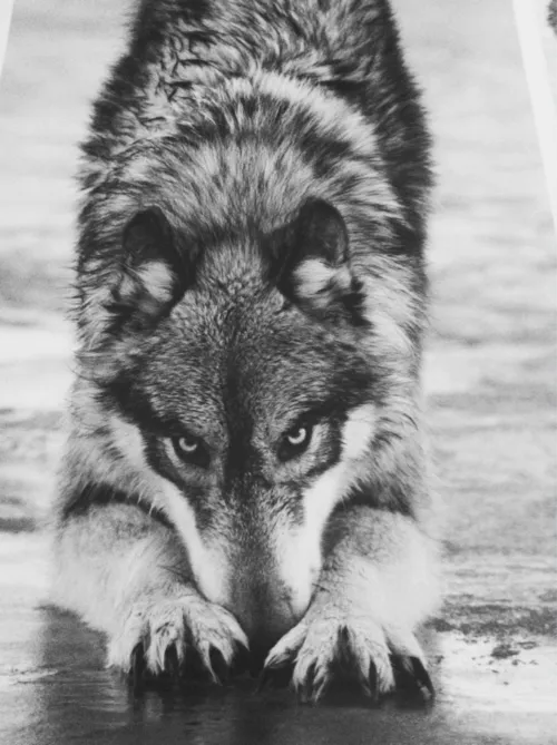 lobos wolfs | Tumblr